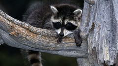 Nature Animals raccoons wildlife