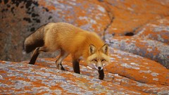 Nature Animals red orange Canada Mammals foxes