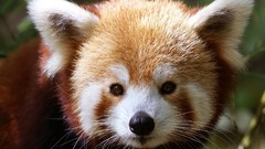 Nature Animals red pandas