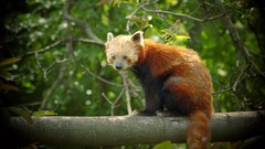 Nature Animals red pandas