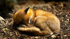 Nature Animals red sleeping foxes