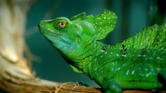 Nature Animals Reptiles lizards