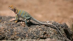 Nature Animals Reptiles lizards