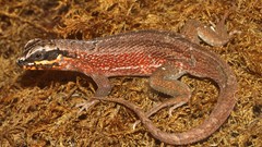 Nature Animals Reptiles lizards