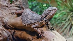 Nature Animals Reptiles lizards bearded dragon