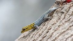 Nature Animals Reptiles lizards geckos