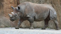 Nature Animals rhinoceros