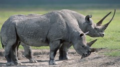 Nature Animals rhinoceros