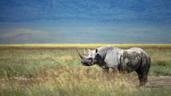 Nature Animals rhinoceros