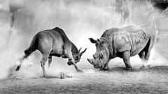Nature Animals rhinoceros monochrome