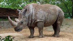Nature Animals rhinoceros zoo