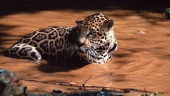 Nature Animals rivers jaguars