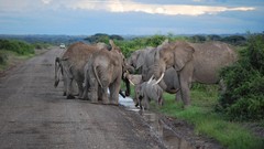 Nature Animals roads elephants baby elephant baby animals