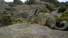 Nature Animals rocks national geographic
