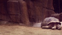 Nature Animals rocks Reptiles tortoises