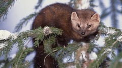 Nature Animals sable