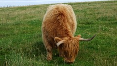 Nature Animals Scotland