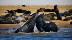 Nature Animals Seals