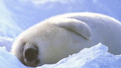 Nature Animals Seals baby animals