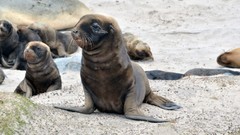 Nature Animals Seals sea lions