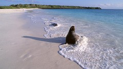 Nature Animals Seaside Beaches