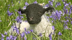 Nature Animals sheep