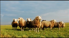 Nature Animals sheep