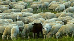 Nature Animals sheep