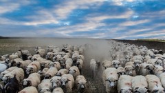 Nature Animals sheep herds