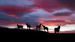 Nature Animals silhouettes wildlife