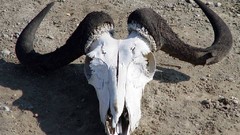 Nature Animals skulls wildebeest