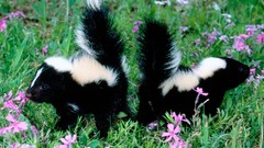 Nature Animals skunks