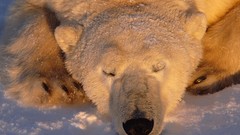 Nature Animals sleeping Canada Polar Bears Churchill