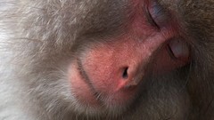 Nature Animals sleeping faces monkeys japanese macaque snow 