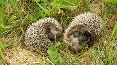 Nature Animals sleeping wildlife hedgehogs
