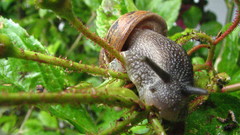 Nature Animals snails molluscs