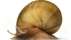 Nature Animals snails national geographic National molluscs