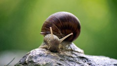 Nature Animals snails Parks molluscs