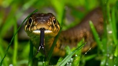 Nature Animals snakes