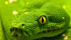 Nature Animals snakes