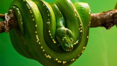 Nature Animals snakes