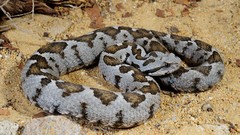 Nature Animals snakes Reptiles