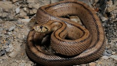 Nature Animals snakes Reptiles