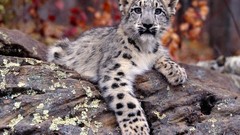 Nature Animals snow leopards