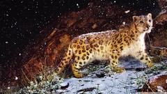 Nature Animals snow leopards