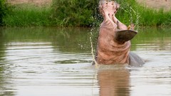 Nature Animals South Africa hippopotamus lakes ripples national 