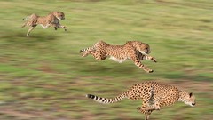 Nature Animals Speed cheetahs