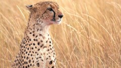 Nature Animals Speed cheetahs
