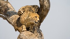 Nature Animals Speed cheetahs