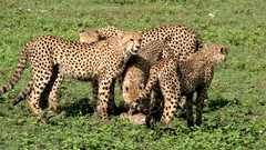 Nature Animals Speed cheetahs panthers